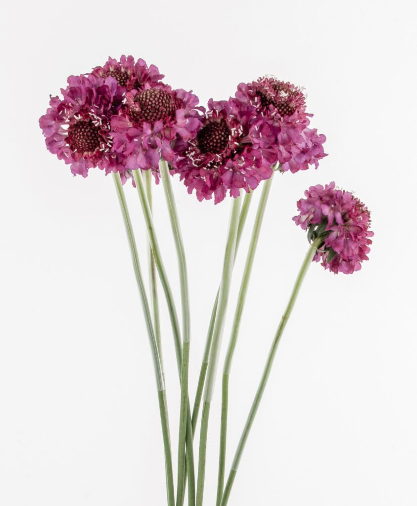 Scabiosa Scoop Marshmallow – WAFEX