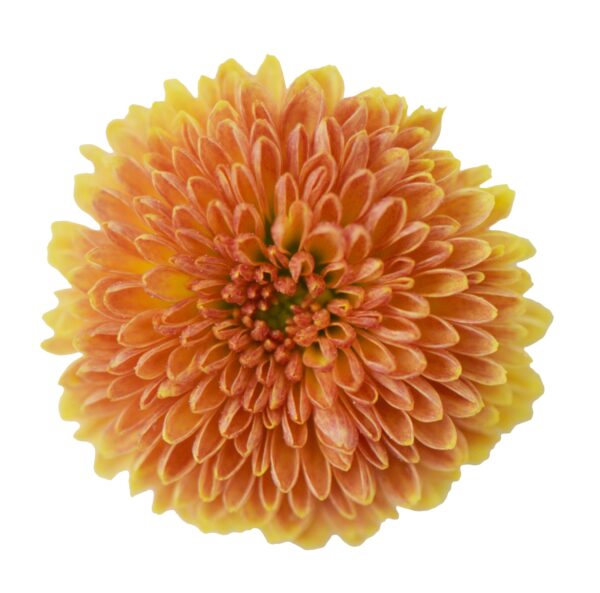 Chrysanthemum Calimero Orange 178