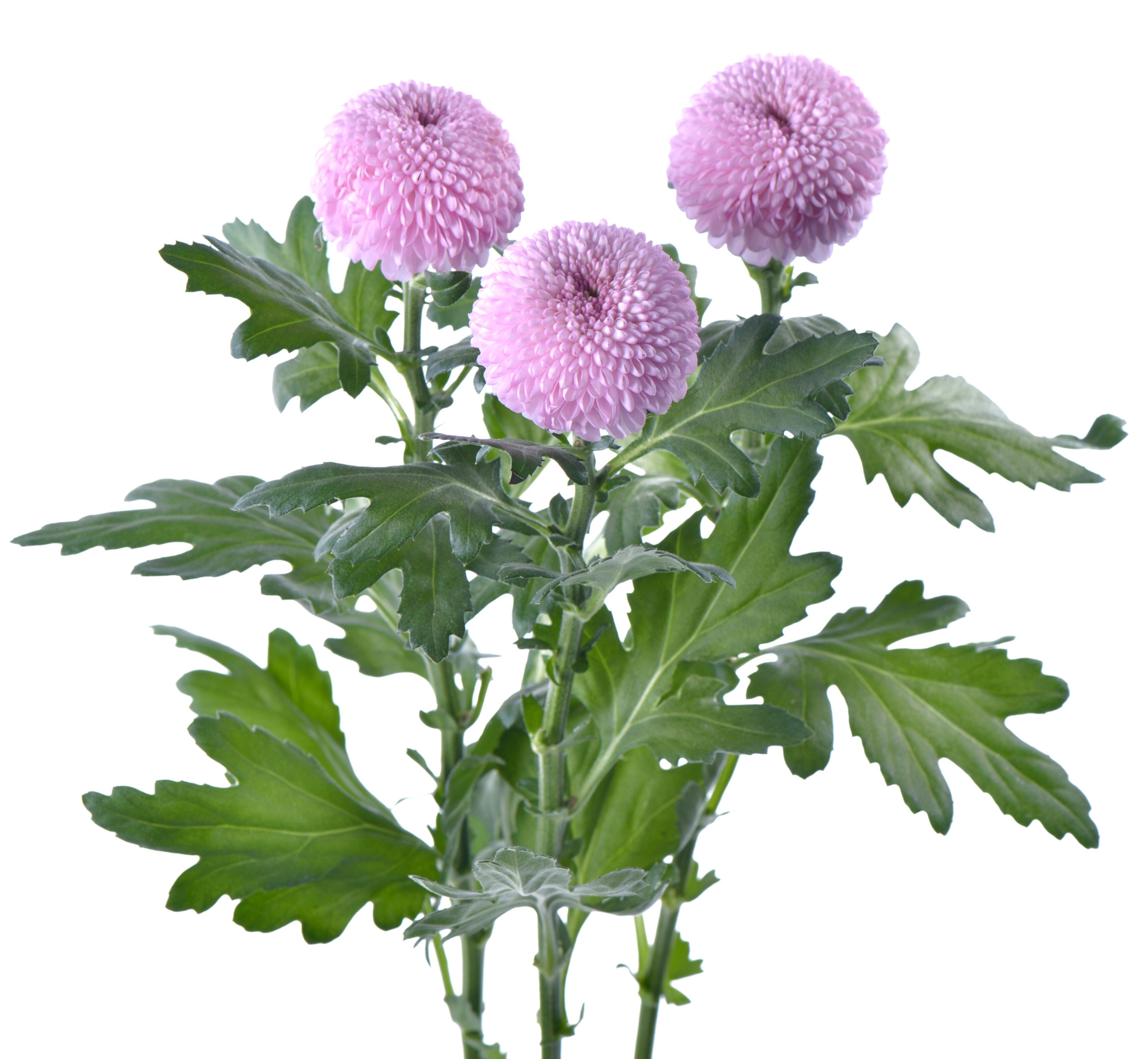 Chrysanthemum Ping Pong Momoko WAFEX