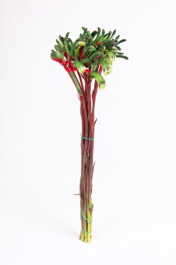 Kangaroo Paw Red & Green