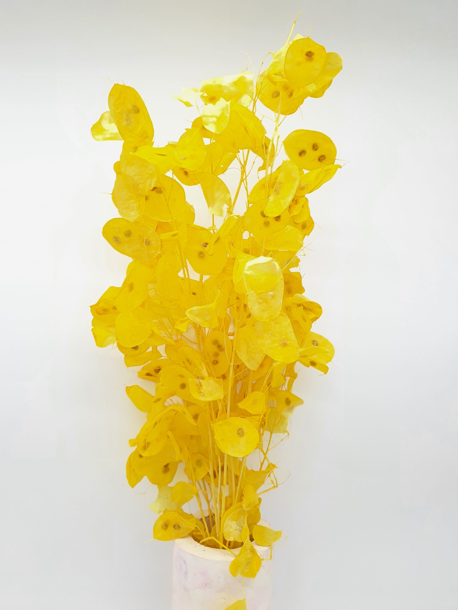lunaria-preserved-yellow-wafex