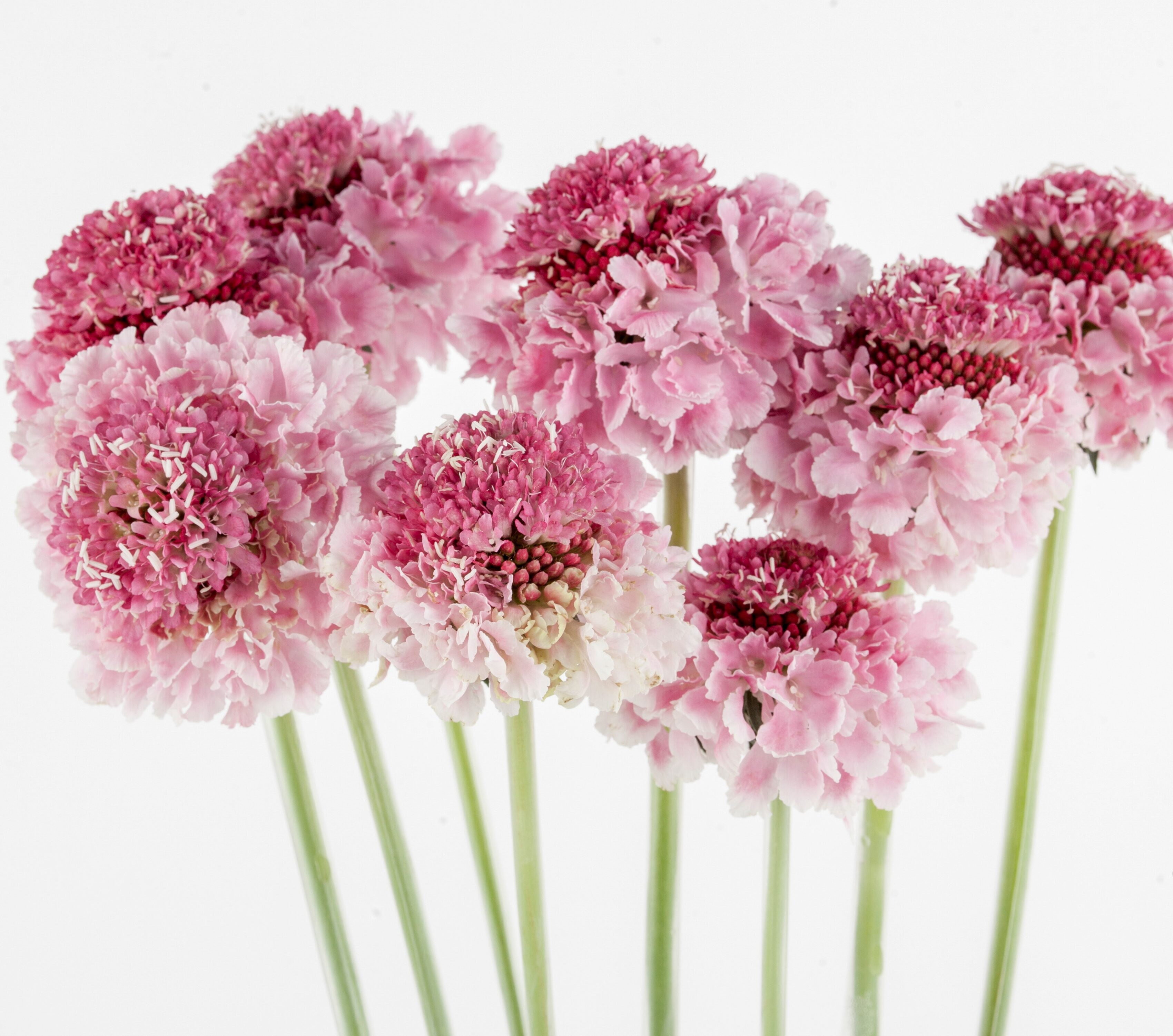 Scabiosa Scoop Candy – WAFEX