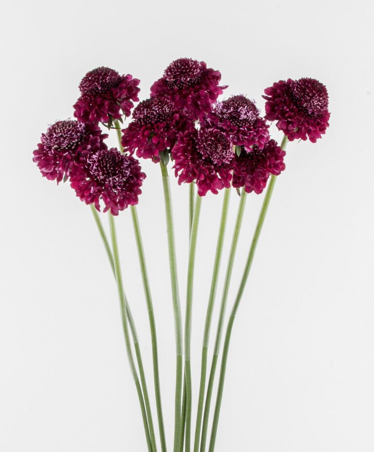 Scabiosa Scoop Raspberry – WAFEX