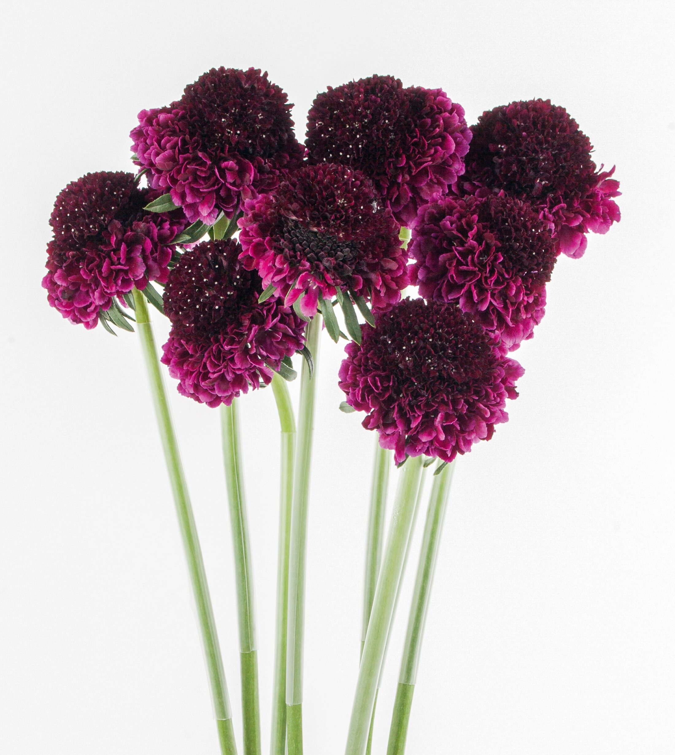 Scabiosa Scoop Red Velvet – WAFEX